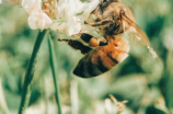 谨防蜜蜂虫害！HONEY TROUBLE来袭！