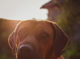 探秘非洲野犬——罗德西亚猎犬