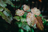 酸雨的危害：海陆空全面受损！